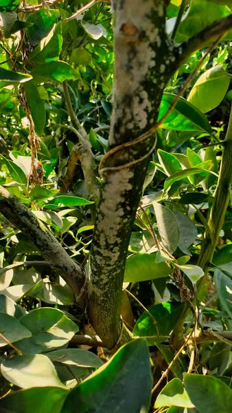 عاوز اعرف اي المرض واي العلاج بتاعه